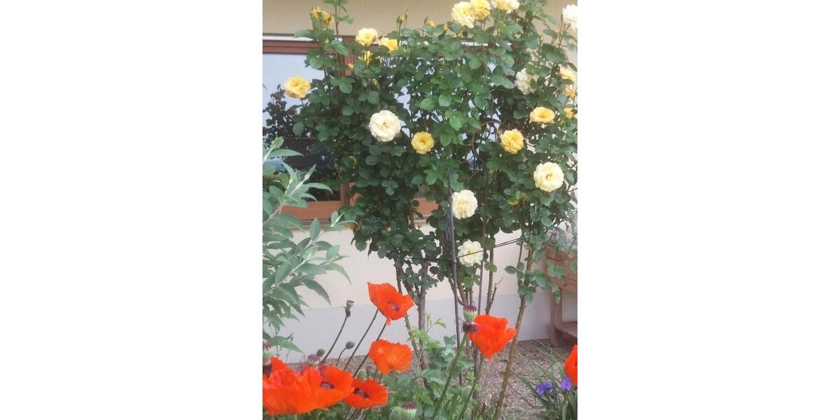 Erdgeschoßwohnung Wegscheid - 3 Zimmer, 90 m&sup2;, 540&euro; | Angebot:25987690