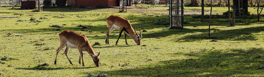 Wildpark Ortenburg Passau Niederbayern Wildtiere Natur Familie