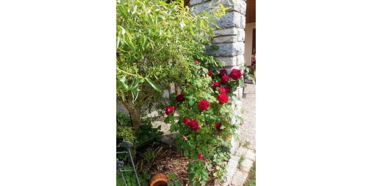 Erdgeschoßwohnung Wegscheid - 3 Zimmer, 90 m&sup2;, 540&euro; | Angebot:25987690