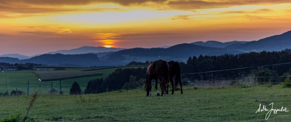 Etagenwohnung Jandelsbrunn - 2 Zimmer, 55 m&sup2;, 350&euro; | Angebot:25404610