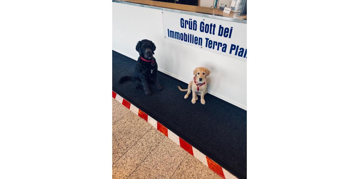 Mehrfamilienhaus, Wohnhaus Freyung Winkelbrunn - 7 Zimmer, 300 m&sup2;, 485.000&euro; | Angebot:25745714